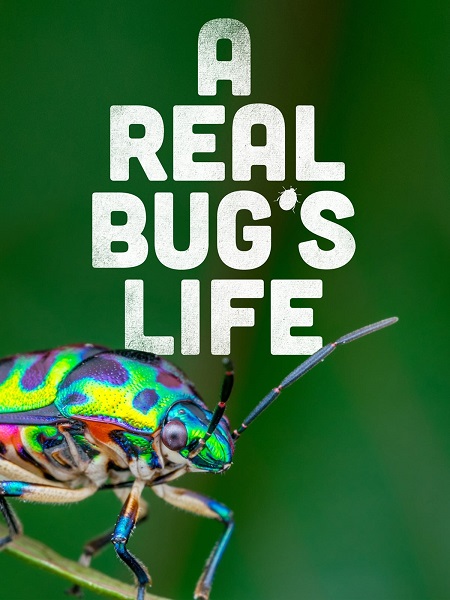 مسلسل A Real Bug’s Life الموسم الاول مترجم كامل